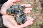 Рябинник - Turdus pilaris птенцы