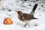 Рябинник - Turdus pilaris фотография-10