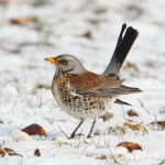 Рябинник - Turdus pilaris фотография-11