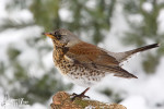 Род Настоящие дрозды - Turdus (Linnaeus, 1758)