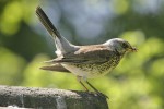 Рябинник - Turdus pilaris фотография-13