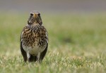 Рябинник - Turdus pilaris фотография-14
