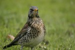 Рябинник - Turdus pilaris фотография-15