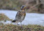 Рябинник - Turdus pilaris фотография-17