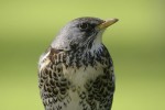 Рябинник - Turdus pilaris фотография-18