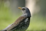 Рябинник - Turdus pilaris фотография-19