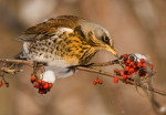 Рябинник - Turdus pilaris фотография-2