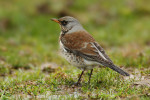 Рябинник - Turdus pilaris фотография-20