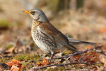 Рябинник - Turdus pilaris фотография-21