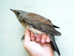 Рябинник - Turdus pilaris фотография-23