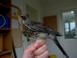 Рябинник - Turdus pilaris фотография-24