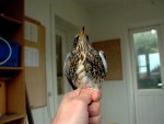 Рябинник - Turdus pilaris фотография-25