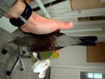 Рябинник - Turdus pilaris фотография-26