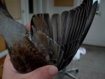 Рябинник - Turdus pilaris фотография-27