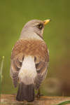 Рябинник - Turdus pilaris фотография-28