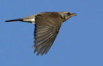 Рябинник - Turdus pilaris фотография-29