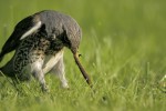 Рябинник - Turdus pilaris фотография-3