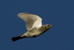 Рябинник - Turdus pilaris фотография-30
