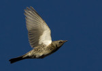 Рябинник - Turdus pilaris фотография-31