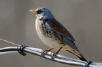 Рябинник - Turdus pilaris фотография-4