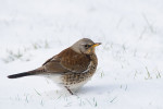 Рябинник - Turdus pilaris фотография-5