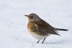 Рябинник - Turdus pilaris фотография-6