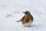 Рябинник - Turdus pilaris фотография-7