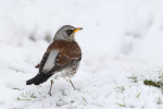 Рябинник - Turdus pilaris фотография-8