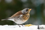 Рябинник - Turdus pilaris фотография-9
