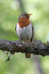 Краснозобый дрозд - Turdus ruficollis фотография-1