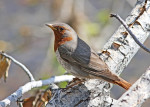 Краснозобый дрозд - Turdus ruficollis фотография-2