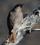 Краснозобый дрозд - Turdus ruficollis фотография-3