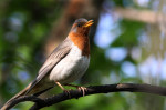 Краснозобый дрозд – Turdus ruficollis (Pallas, 1776)