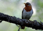 Краснозобый дрозд - Turdus ruficollis фотография-5