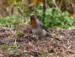 Краснозобый дрозд - Turdus ruficollis фотография-6