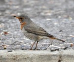 Краснозобый дрозд - Turdus ruficollis фотография-7