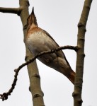 Краснозобый дрозд - Turdus ruficollis фотография-8