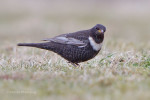 Белозобый дрозд - Turdus torquatus фотография-1