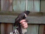 Белозобый дрозд - Turdus torquatus фотография-10