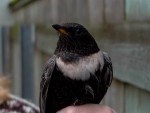 Белозобый дрозд - Turdus torquatus фотография-11