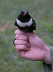 Белозобый дрозд - Turdus torquatus фотография-12