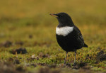 Белозобый дрозд - Turdus torquatus фотография-13