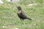 Белозобый дрозд - Turdus torquatus фотография-14