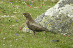 Белозобый дрозд - Turdus torquatus фотография-15