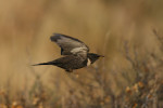 Белозобый дрозд - Turdus torquatus фотография-16