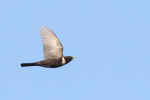 Белозобый дрозд - Turdus torquatus фотография-17
