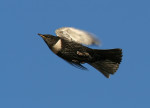 Белозобый дрозд - Turdus torquatus фотография-18