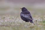 Белозобый дрозд - Turdus torquatus фотография-2