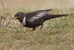 Белозобый дрозд - Turdus torquatus фотография-3