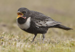 Белозобый дрозд - Turdus torquatus фотография-4